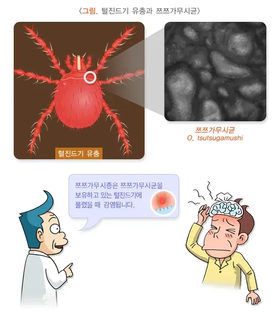 쯔쯔가무시증 원인 및 감염경로 설명 이미지 1