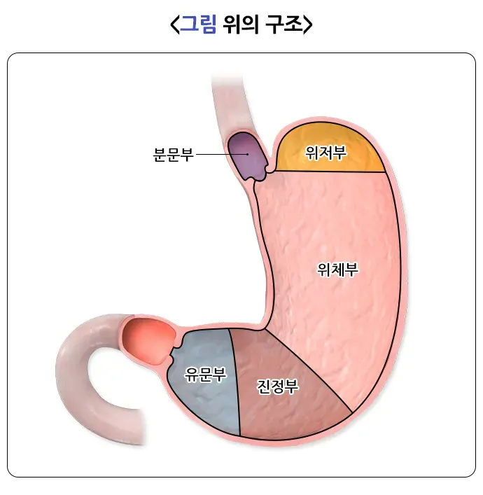 위십이지장 궤양 증상 설명 이미지 1