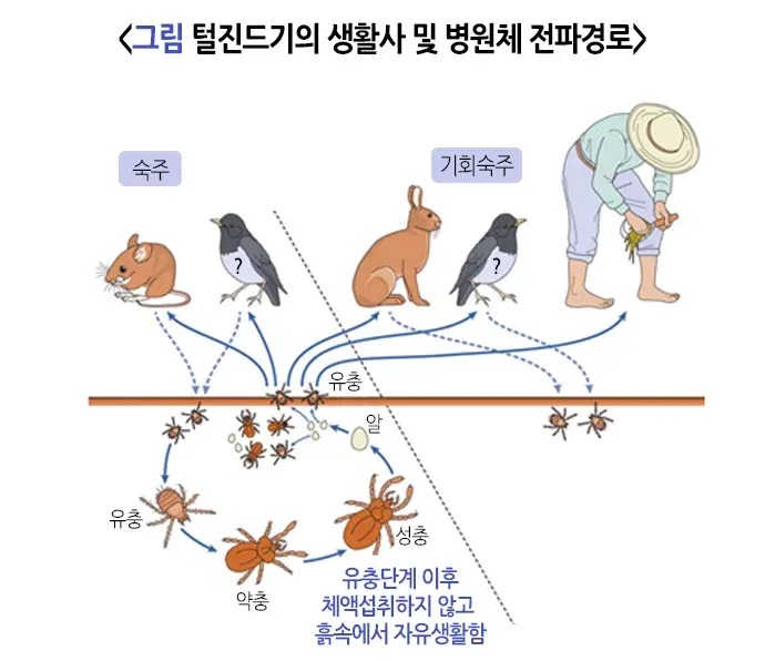 쯔쯔가무시증 원인 및 감염경로 설명 이미지 2