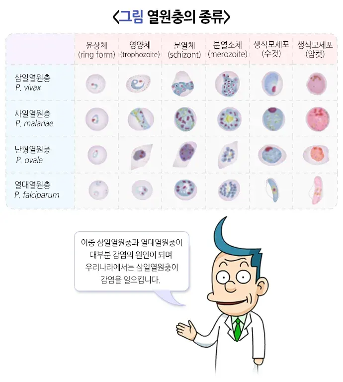 말라리아 원인 설명 이미지 1