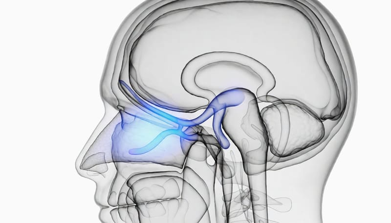 건조한 공기가 코와 귀를 잇는 이관, 귀 속 평형기관에 영향을 주는 구조