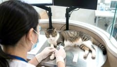 길고양이 데려오기 전 설렘만 앞섰다면… ‘고양이백혈병’ 검사부터