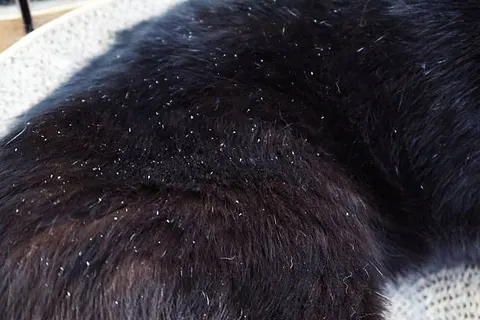 고양이 비듬 증가, 피부질환과 스트레스의 연관성