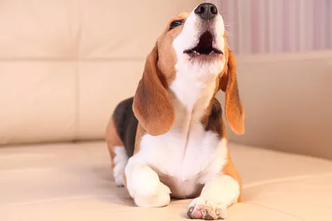 톡 소리에도 짖는 우리 강아지, 왜 이럴까요? 예민한 청각 때문만은 아니다