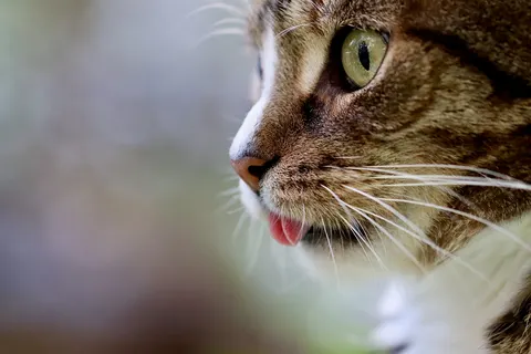 고양이 혀 내밀기, 그냥 귀여운 행동일까? 질병 신호일 수도