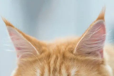 고양이 귀에서 검은 찌꺼기가 보인다면 귀 진드기 감염 의심해야