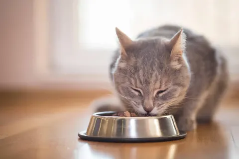 고양이 사료 아무거나 먹이면 안 된다 건강 좌우하는 식습관
