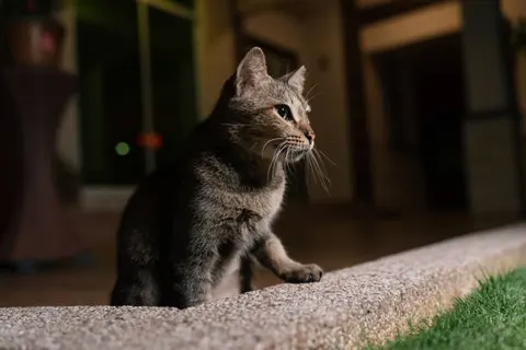 밤마다 뛰어다니는 고양이 정상일까 생활 리듬 관리 필요