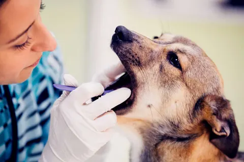 “입 냄새 심해졌다면?”… 강아지·고양이 구강 질환, 단순 구취 아닌 치주염 경고