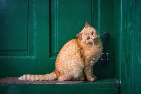 고양이 코로나 바이러스, 치명적 변이 ‘FIP’로 진화할 수 있다