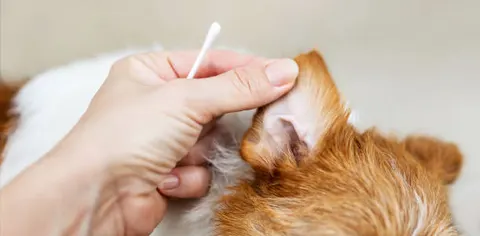 강아지·고양이 귀 청결 관리, 방치하면 질환으로 이어진다