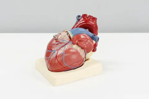 내부 지방의 생물학적 변화, HFpEF의 새로운 원인으로 주목