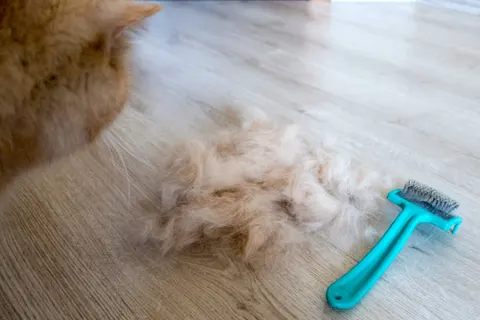 고양이 털 빠짐, 자연스러운 털갈이일까? 질병 신호일 수 있다