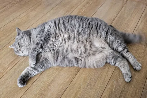 살이 쪘을 뿐이라 넘기기 쉬운 변화 고양이 비만은 질환의 시작점이 될 수 있다