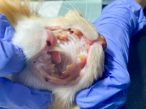 고양이 구강염, 단순 치석 아닌 만성 염증 질환… 신장까지 위협한다