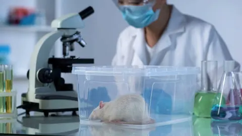 알코올 치료제 디설피람, 비만 쥐에서 체중·대사 이상 정상화 효과