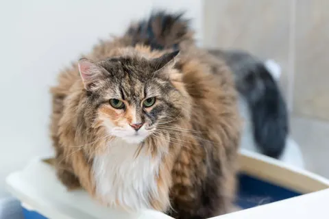 고양이 변비와 거대결장, 물만 많이 마신다고 해결되지 않는 이유