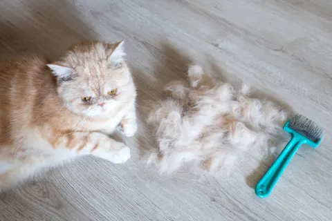 고양이 털이 갑자기 많이 빠진다 건강 신호일 수 있다