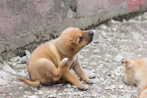 귀를 계속 긁는 강아지 외이염 초기 신호일 수 있다