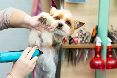 깨끗함이 독 된다? 반려동물 목욕·미용의 적정 기준