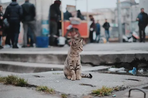 도심 속 야생, 길고양이의 삶과 건강을 위협하는 요인들
