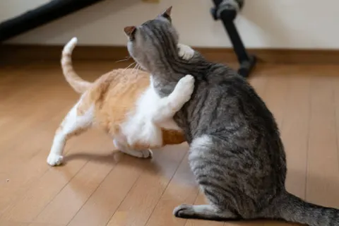 다견·다묘 가정의 또 다른 변수, 서열 스트레스가 만드는 건강 문제
