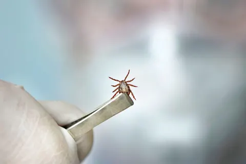 물리면 치명적 진드기 예방, 기피제가 유일한 방패입니다
