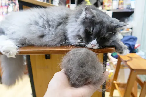 “고양이 헤어볼 구토, 정상과 위험 신호를 구분하는 기준”