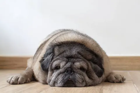 통통해서 귀엽다 방심하면 위험 반려견 비만 관리가 먼저다