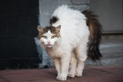 고양이 스트레스, 그냥 두면 병 됩니다
