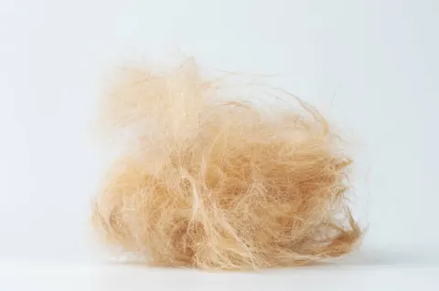 반려동물 탈모, 계절성인가? 기생충·호르몬 이상 감별이 먼저다