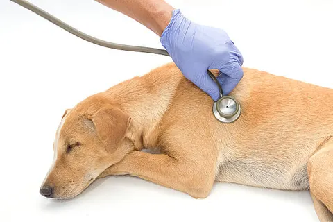 강아지 심장병의 조기 신호, 단순한 헐떡임으로 넘기면 안 됩니다