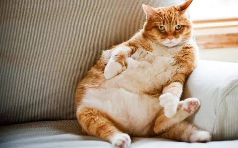고양이 당뇨병, 조용히 진행되는 대사질환