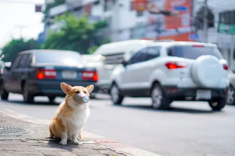 미세먼지에 노출된 반려동물, 보이지 않는 호흡기 질환의 경고