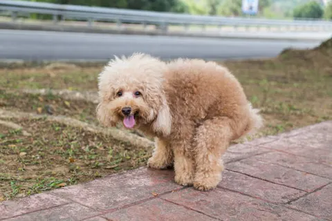 반려동물 장 건강, 배변 변화가 보내는 가장 빠른 신호