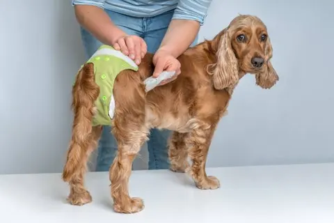 강아지 생리 중 행동 변화, 단순 호르몬 변화로만 볼 수 없는 이유