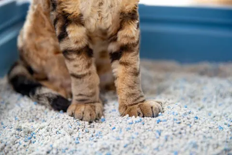 화장실을 자주 드나드는 고양이 특발성 방광염 관리가 관건