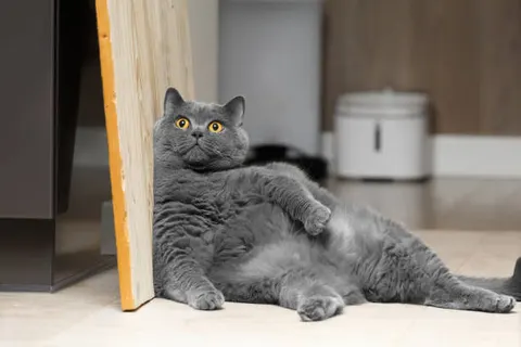 통통한 게 귀엽다고 넘기면 위험 고양이 비만이 만드는 대사 질환
