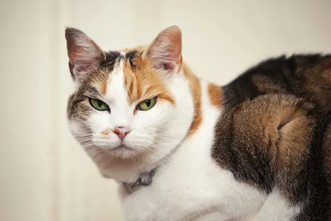 고양이 스트레스, 작은 변화가 건강을 지킨다